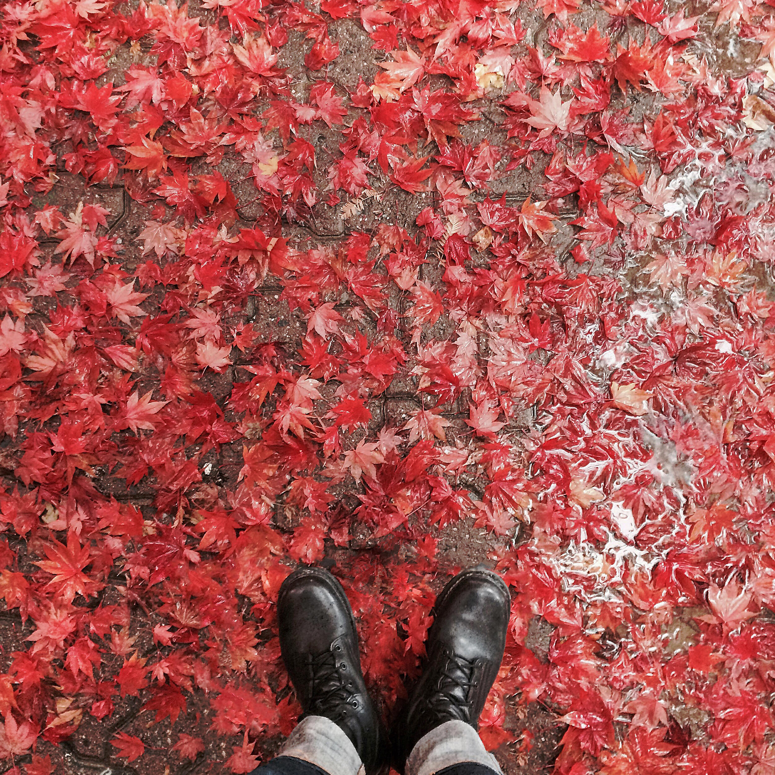 A Letter Of Hearing - Autumn: Let Him Leave You