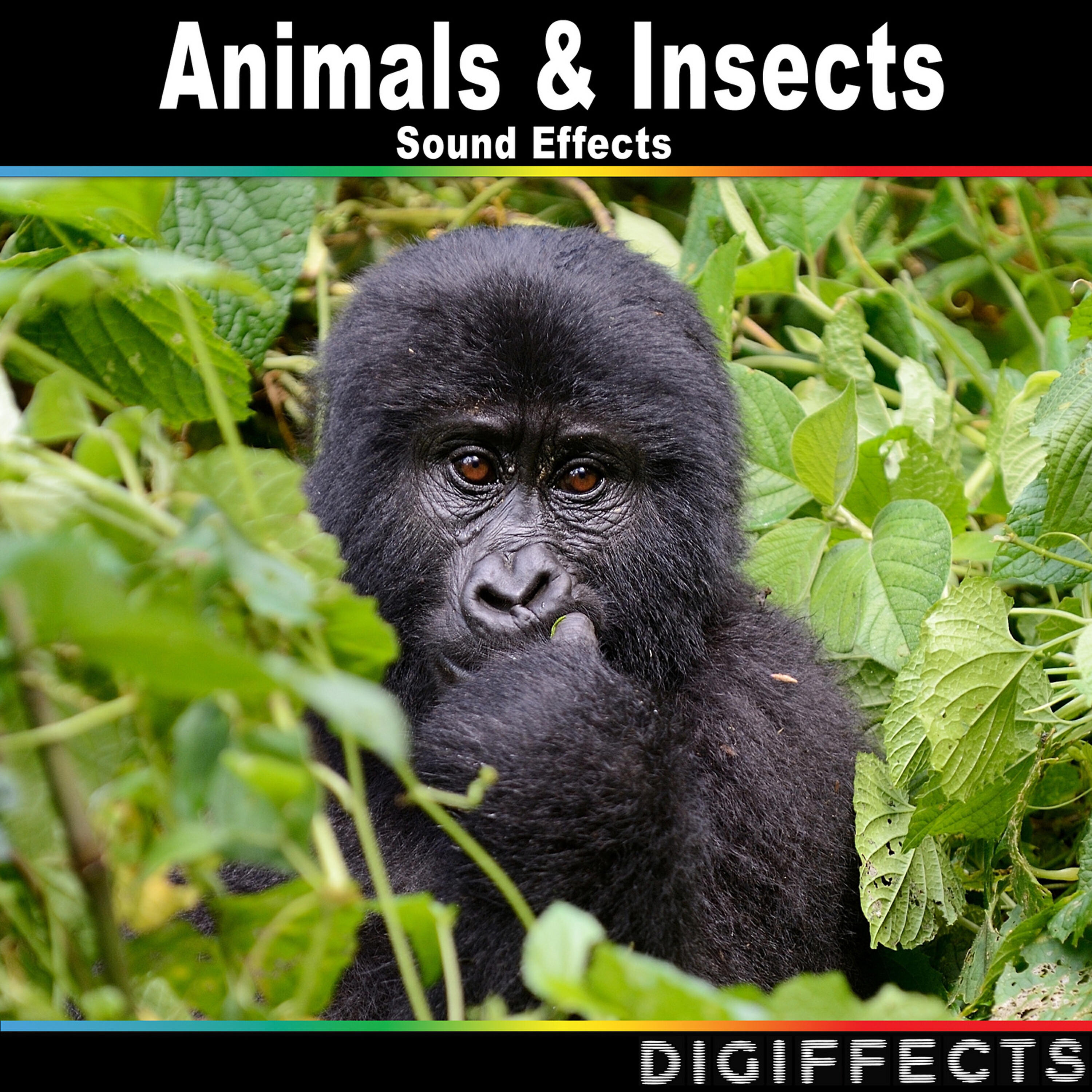 Digiffects Sound Effects Library - Siamang Monkey